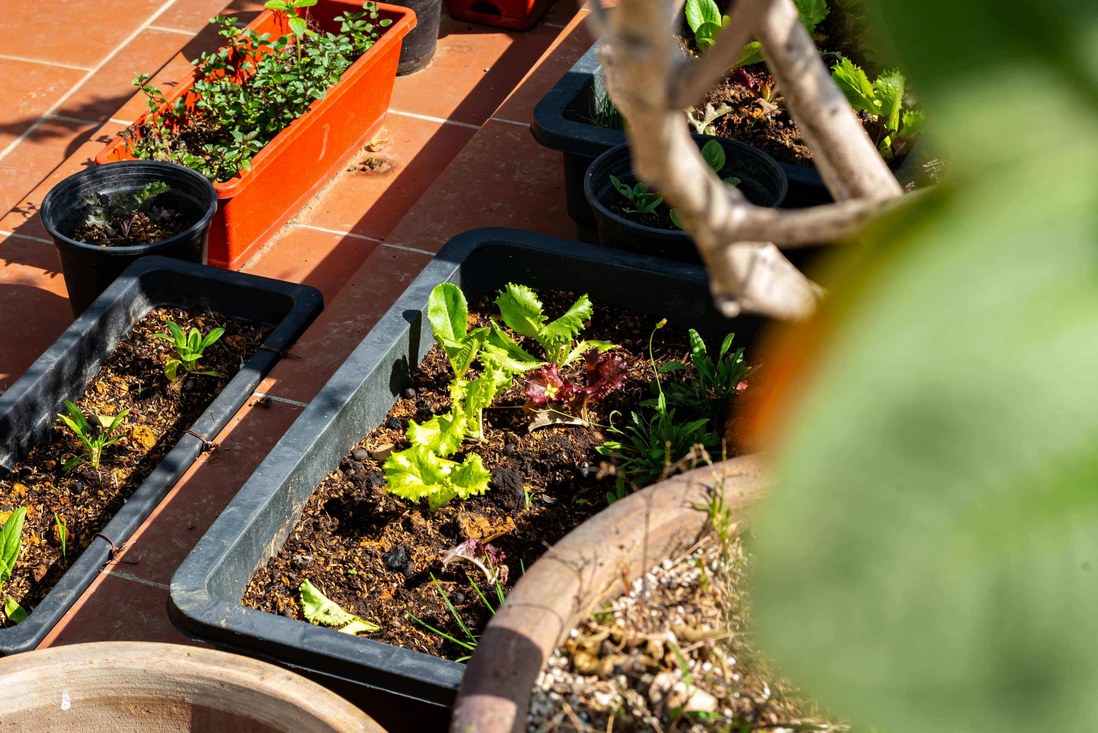 Smart Gardening Tips for Growing Vegetables at Home Easily