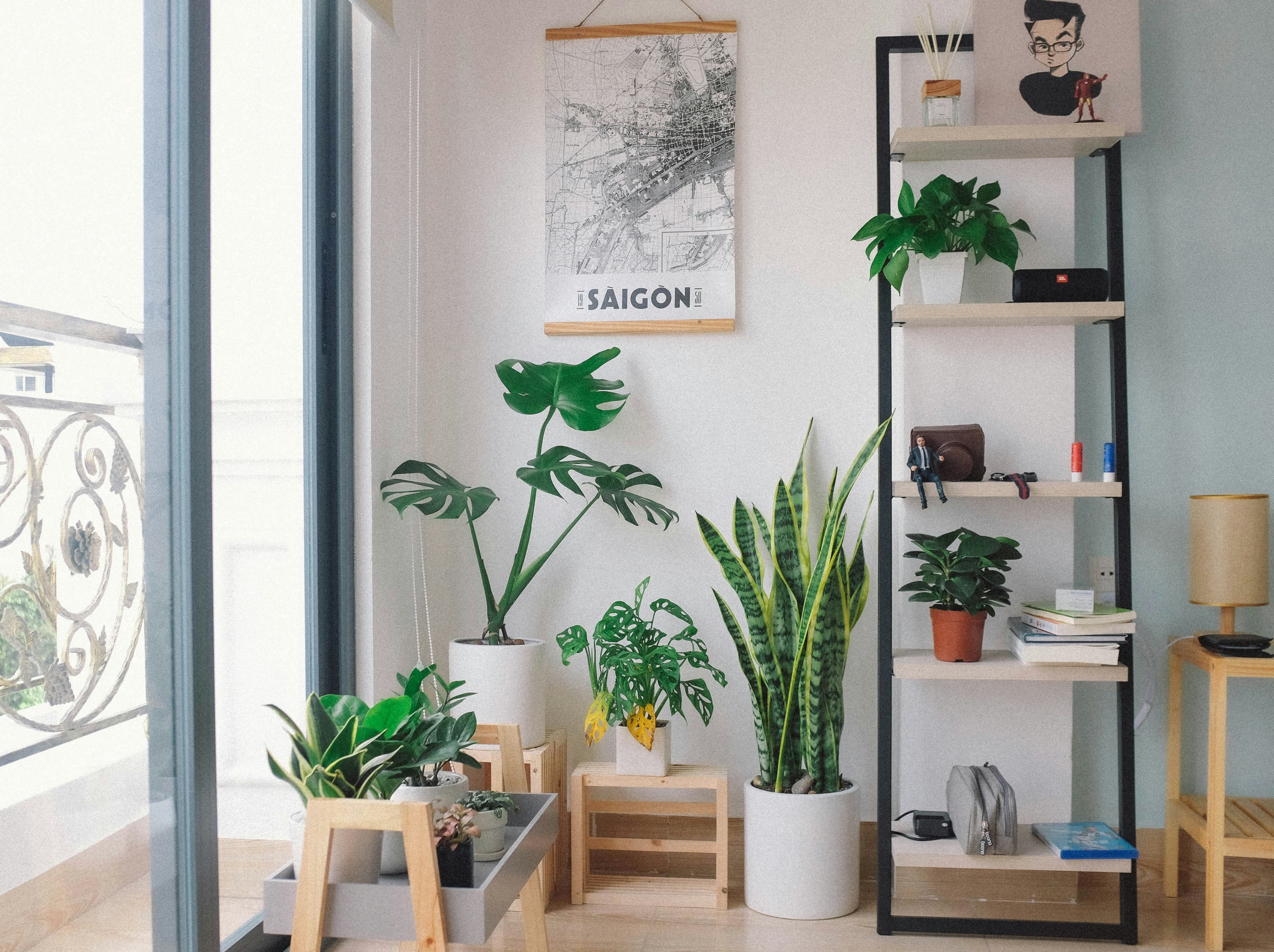 Best Indoor Plants for Clean Air and Low Maintenance Living